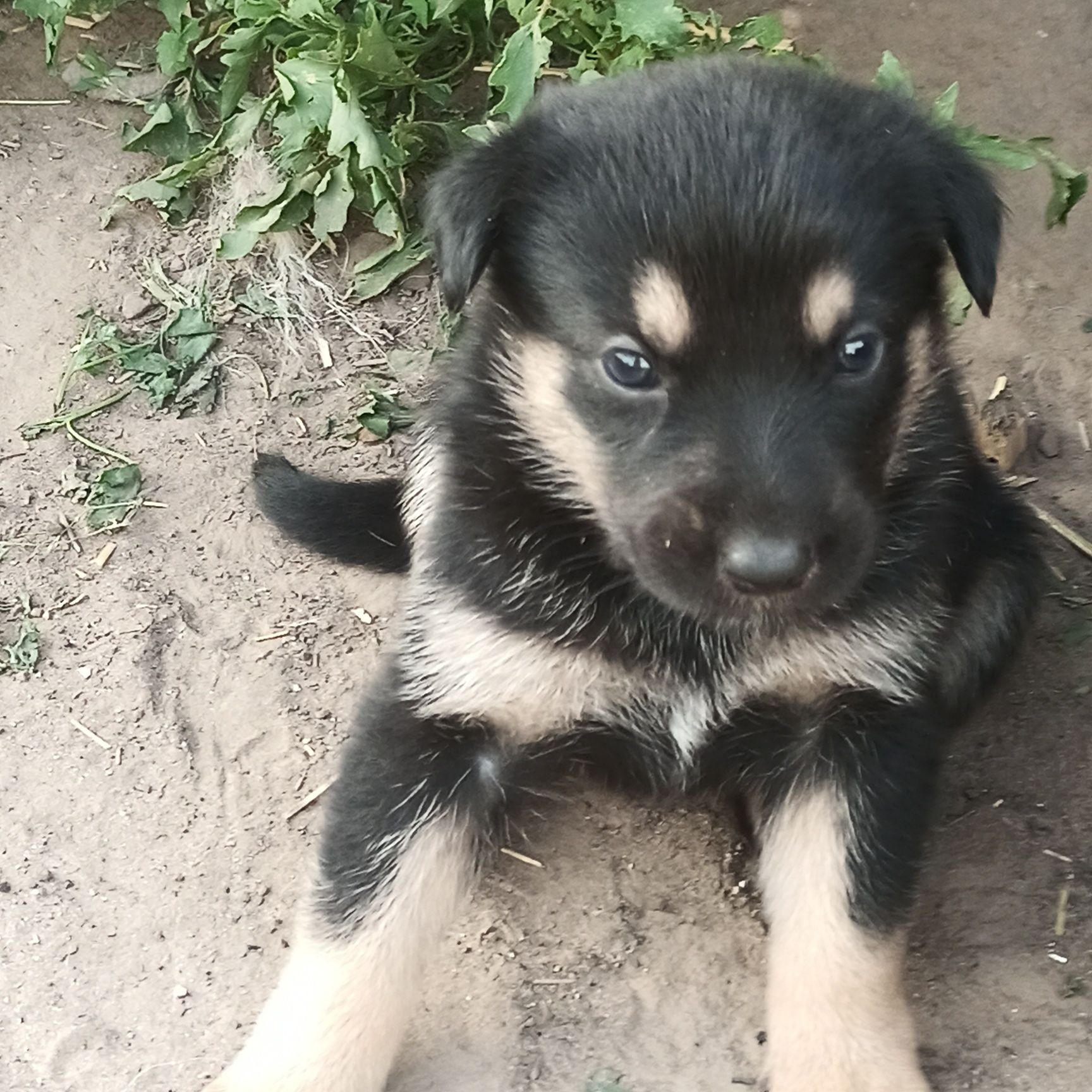 Цуценята(щенки) німецької вівчарки.