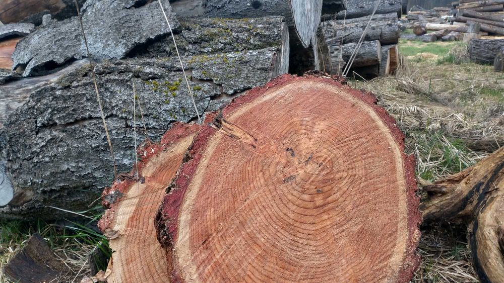 Plastry ,pieńki, podstawki pod donice,świeczniki z drewna.Cena od 5 zł