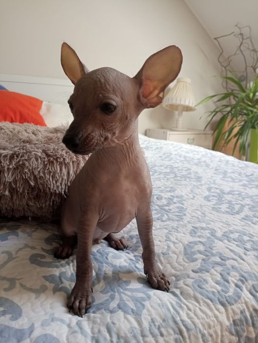 Cudo piesek miniatura z rodowodem