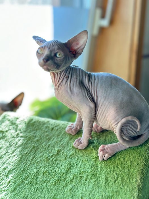 Sphynx cor lilac maravilhoso