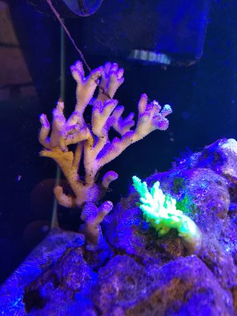 Montipora digitata koralowiec morskie