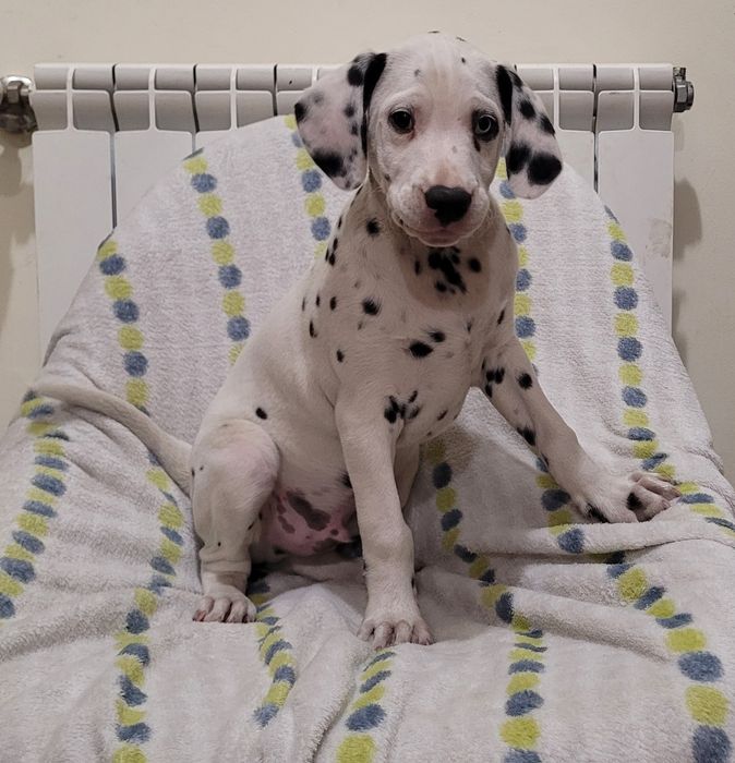 Dálmata macho com 2 meses