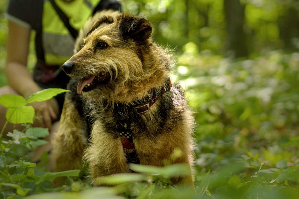 Bambosz-szuka swojego miejsca :)