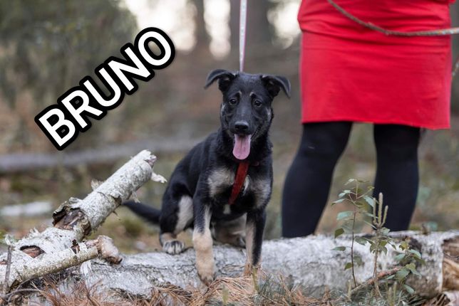 Bruno- cudowny psiak do adopcji