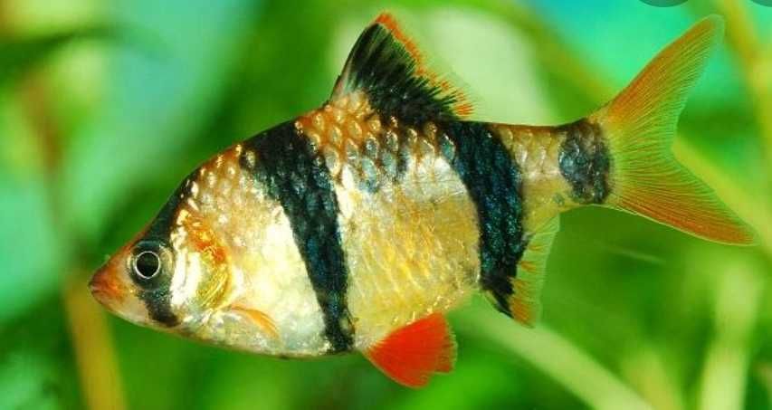 Ryba Brzanka sumatrzańska