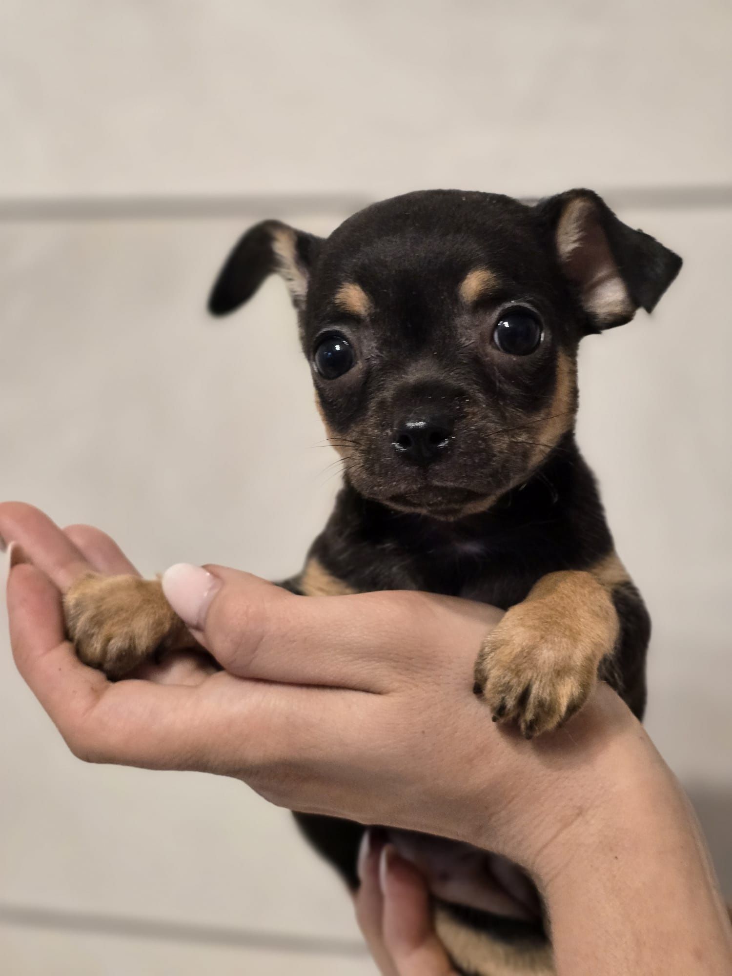 CHIHUAHUA suczka z metryką chip szczeniak szczenię