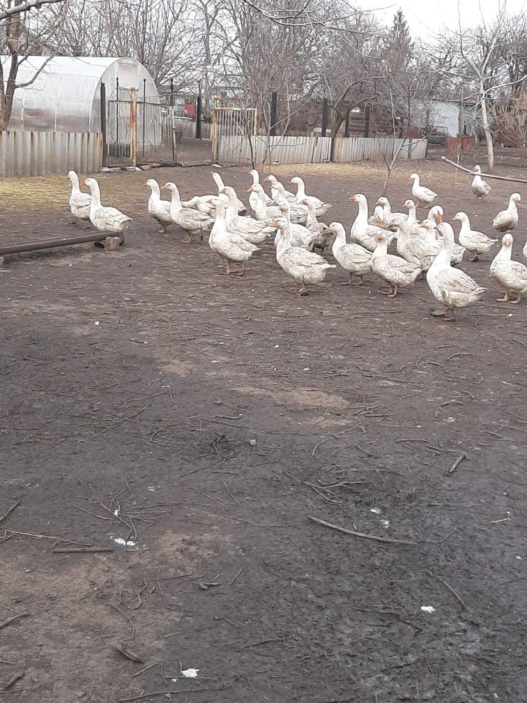 Домашні гуси Мамут , Датський Легарт