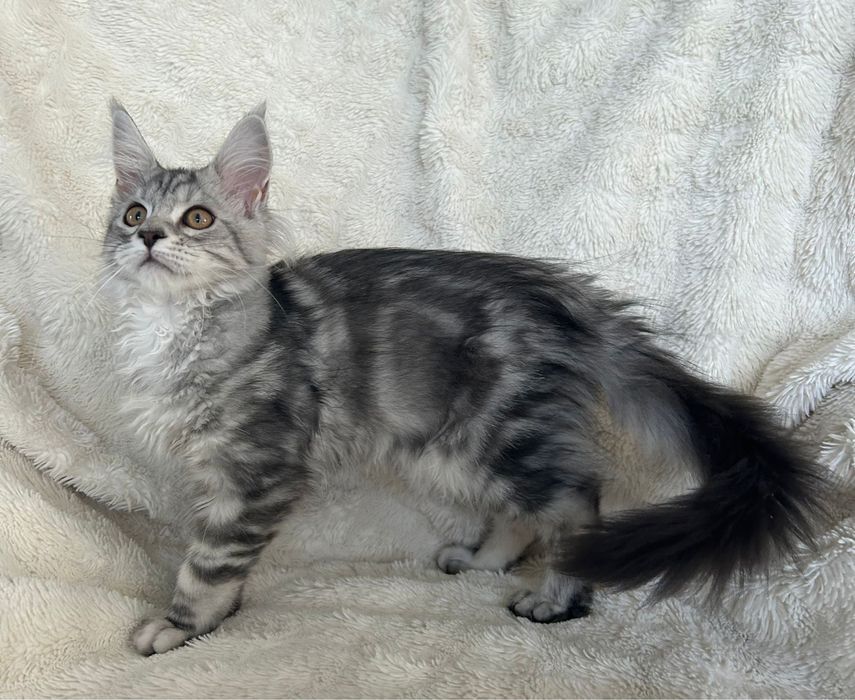 Alice , kotka Maine Coon linia Shaded