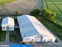 Hala 1400 m² magazyn lub produkcja (droga DK15)