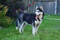 Siberian Husky Samiec