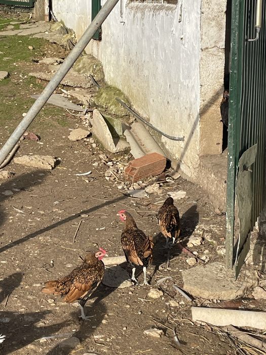 Troco dois machos por duas fêmeas