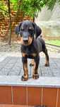 Szczeniak Doberman!!
