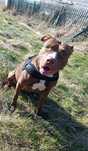 Pitbull red nose do pilnej adopcji