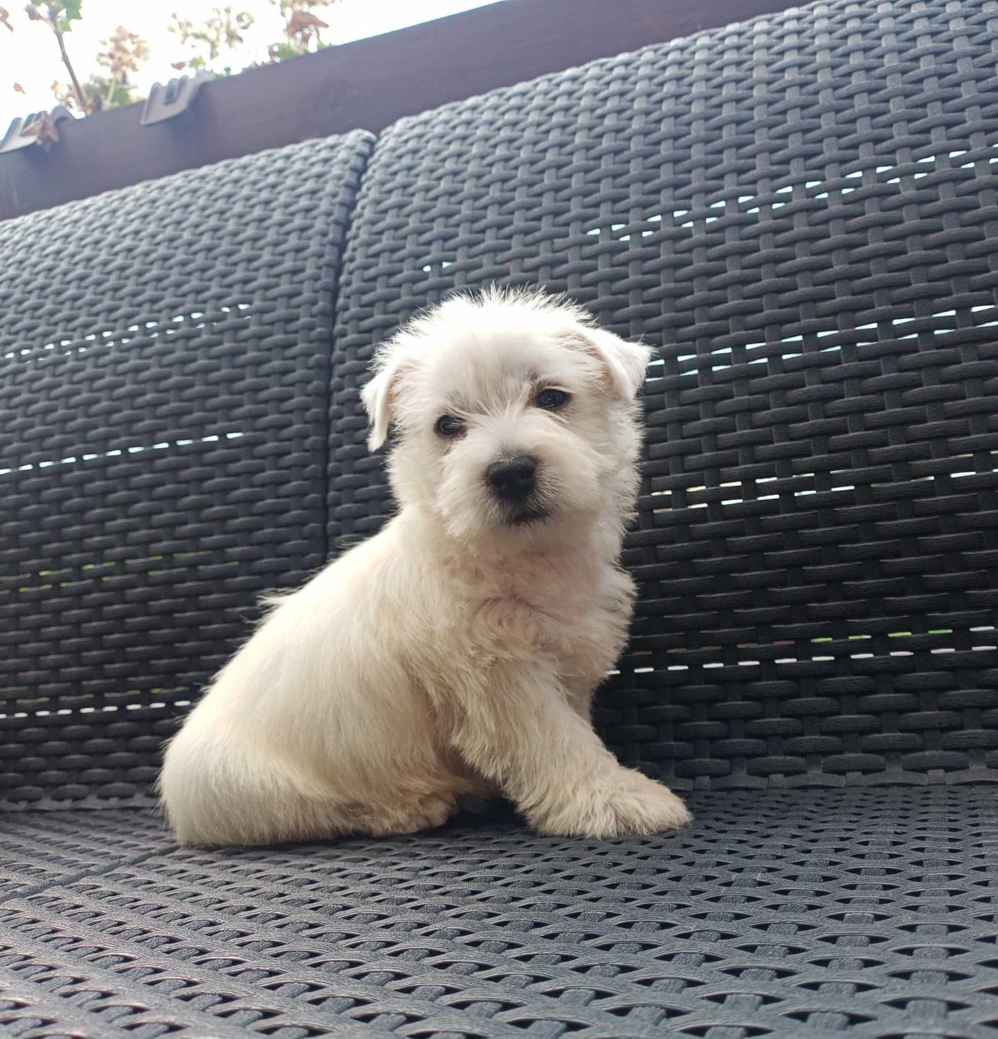 piesek rasy West Highland White Terrier (Westie)
