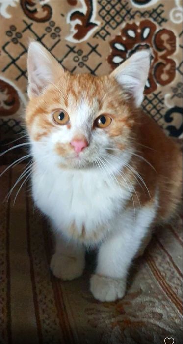 хлопчик безкоштовно