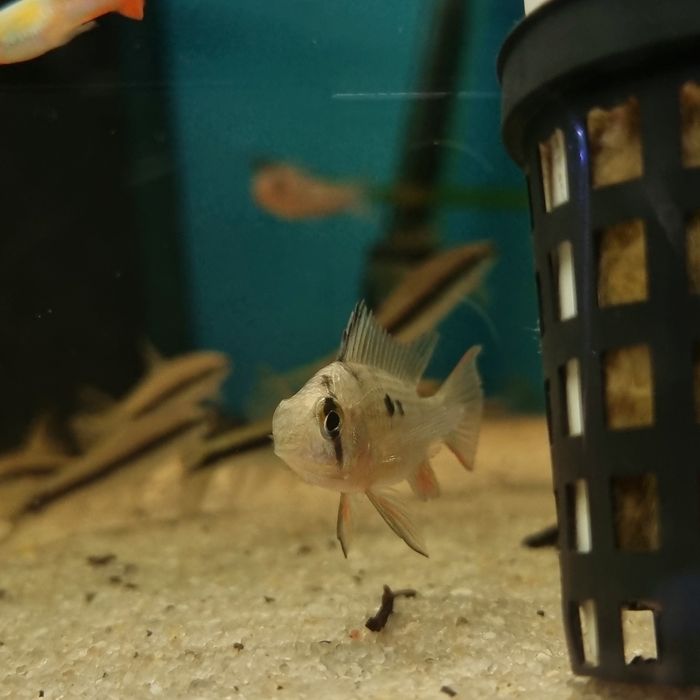 Pielęgniczka boliwijska