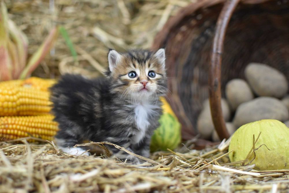 Kurylski Bobtail- Kocięta Rodowód FPL/FIFE- Hodowla Dynastia Kuryla*PL