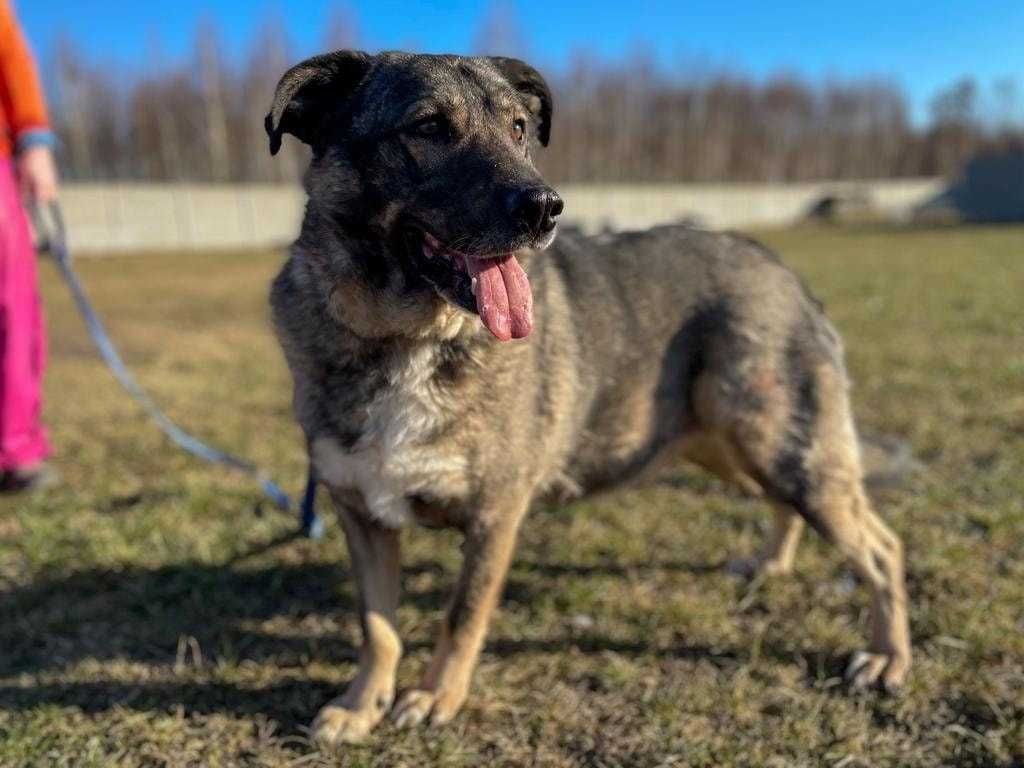 Misiek - kochany, duży psiak do adopcji :)