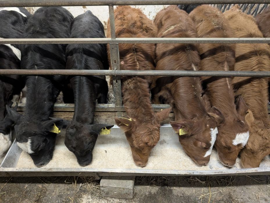 Sprzedam 10 jałówek bez mleka mięsne