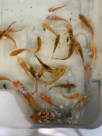 Karp Koi karpie ryby kolorowe do oczka wodnego stawu inne