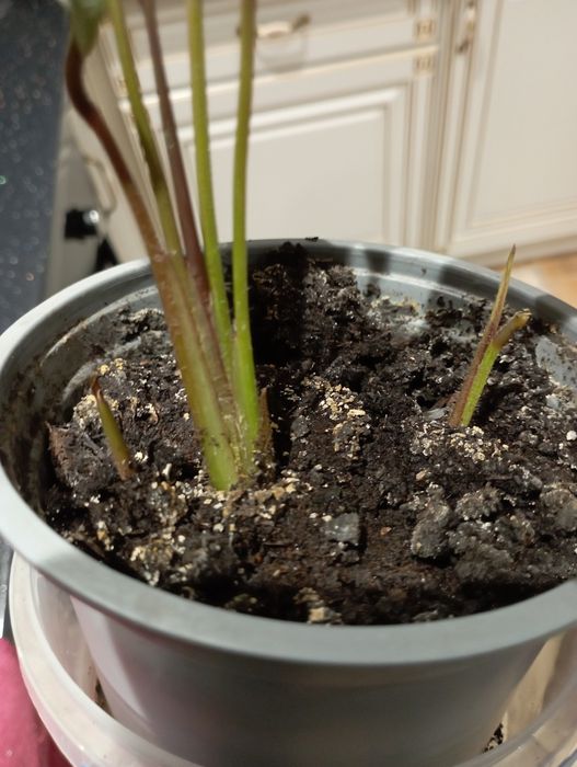 Калатея в горщику