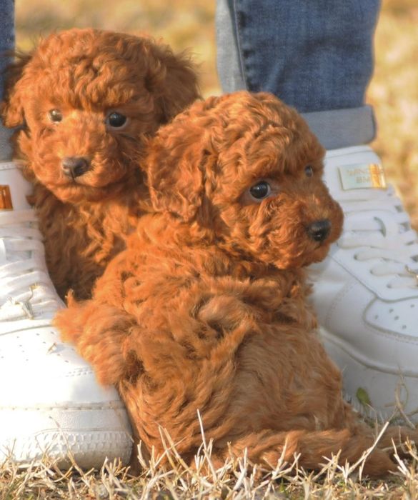 Хлопці той пудель