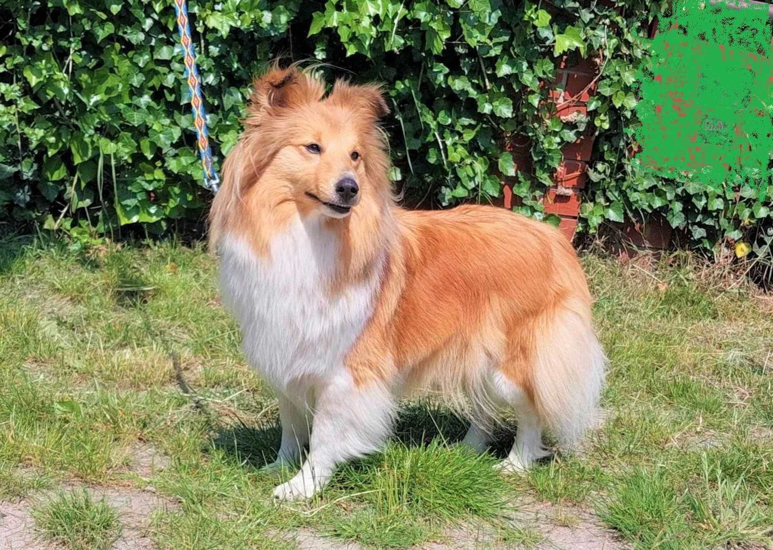 Owczarek  szetlandzki-sheltie  piesek z rodowodem FCI