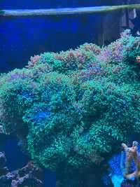 Rhodactis koralowiec