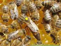 Бджолопакети. Отводки