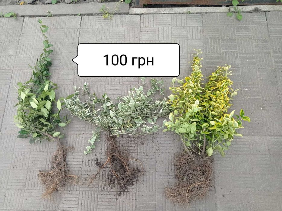 Продам хризантему різну, бересклет, самшит, хризантему різну, хости