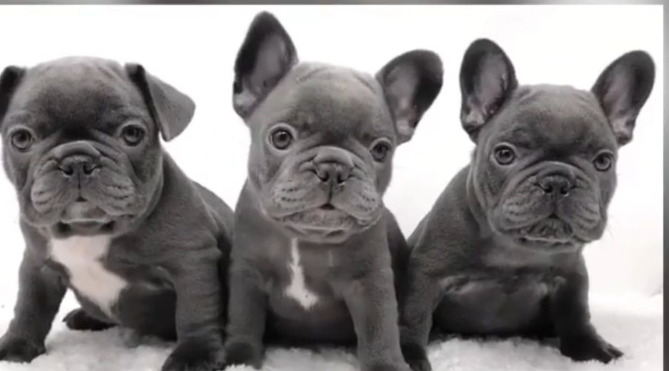 Блакитні  французькі хлопці