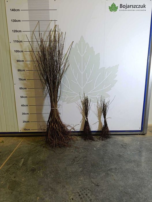 ANTYPKA - Podkładka dla drzew owocowych  JESIEŃ 2025 / WIOSNA 2026