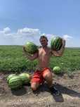 Кавун Опт Талісман великий