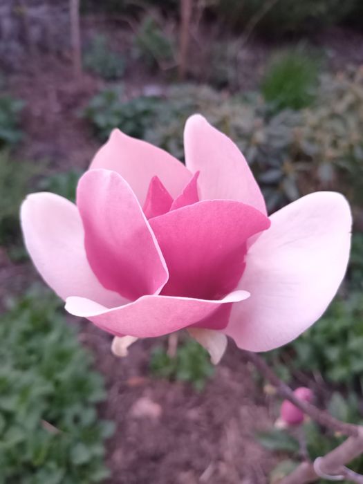 Магнолія Джені Альба Сенсація Суланжа Блек Тюліп Вулкан Дафні Сакура