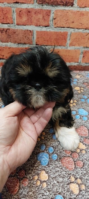 Czarny chłopak Shih-tzu