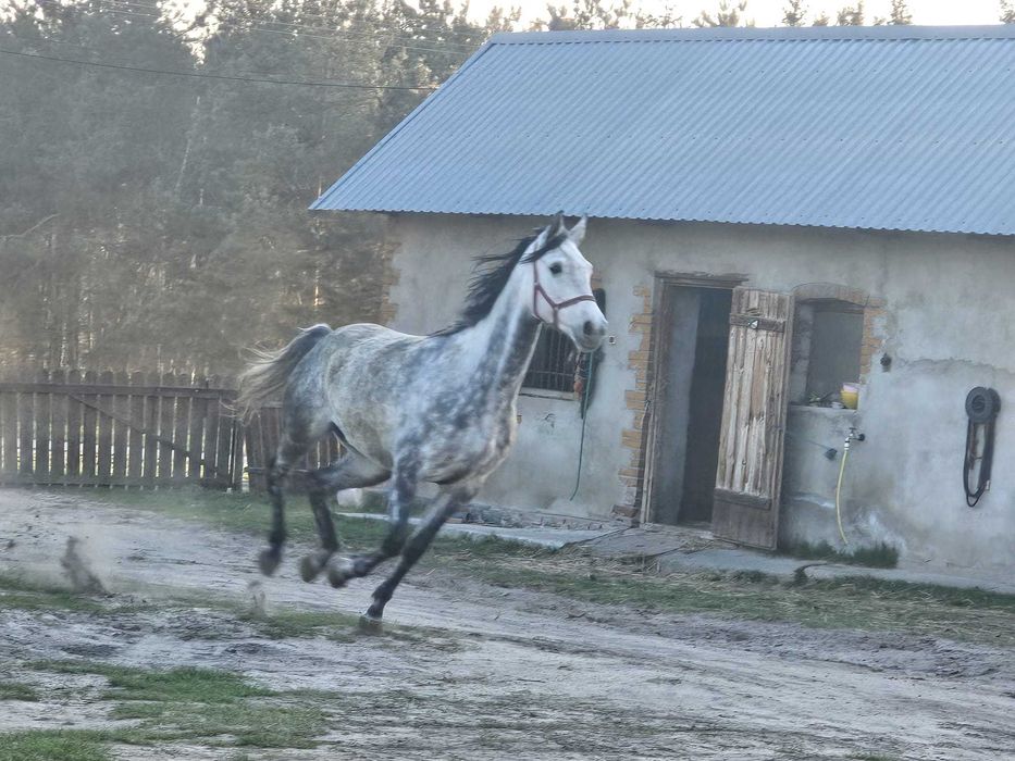 Klacz małopolska, czempionka