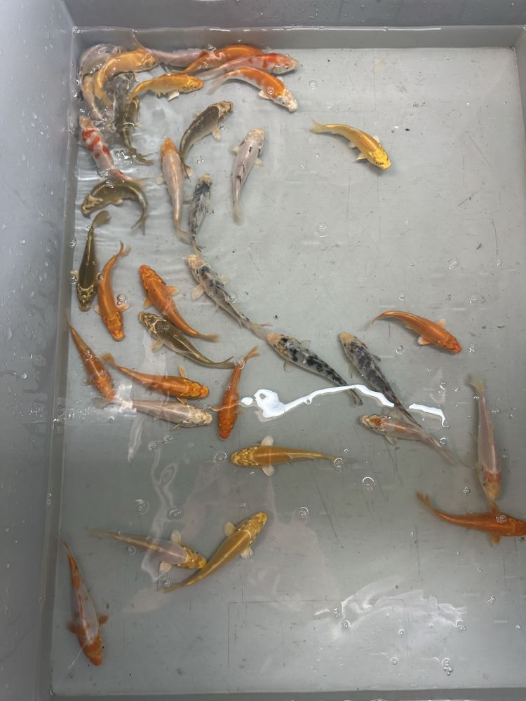 Karp koi ryby kolorowe karasie do oczka stawu narybek