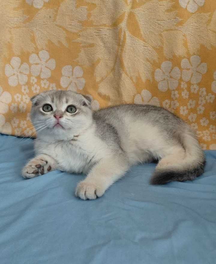 Шотландский вислоухий котик в окрасе голубое золото ау11