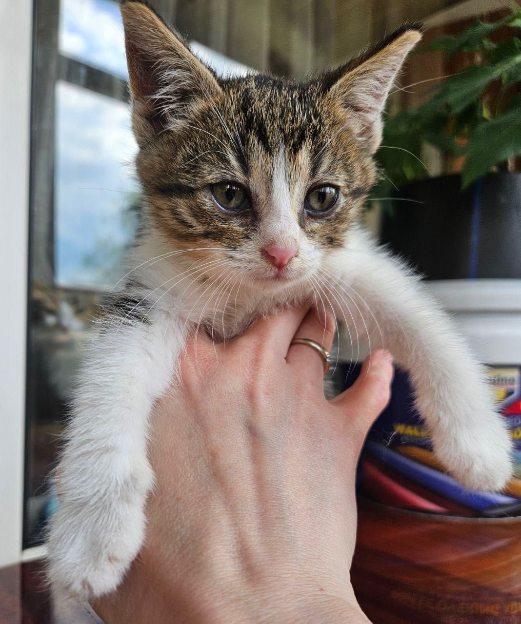 Котенок везунчик , победил смерть . Котенок бесплатно