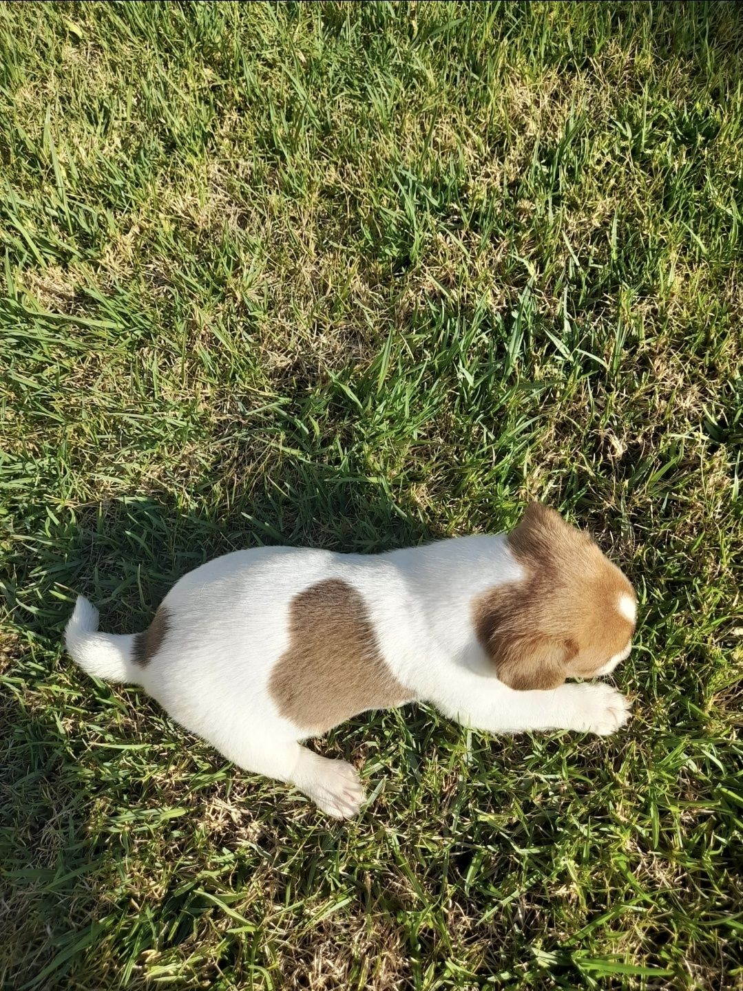 Jack Russell Terrier com Pedigree e Afixo