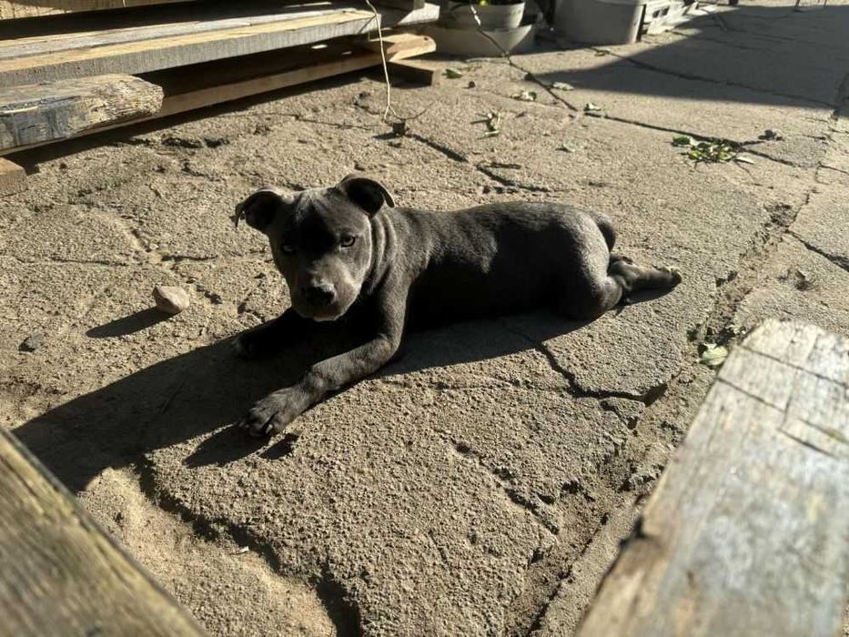 Staffordshire Bull Terrier piesek