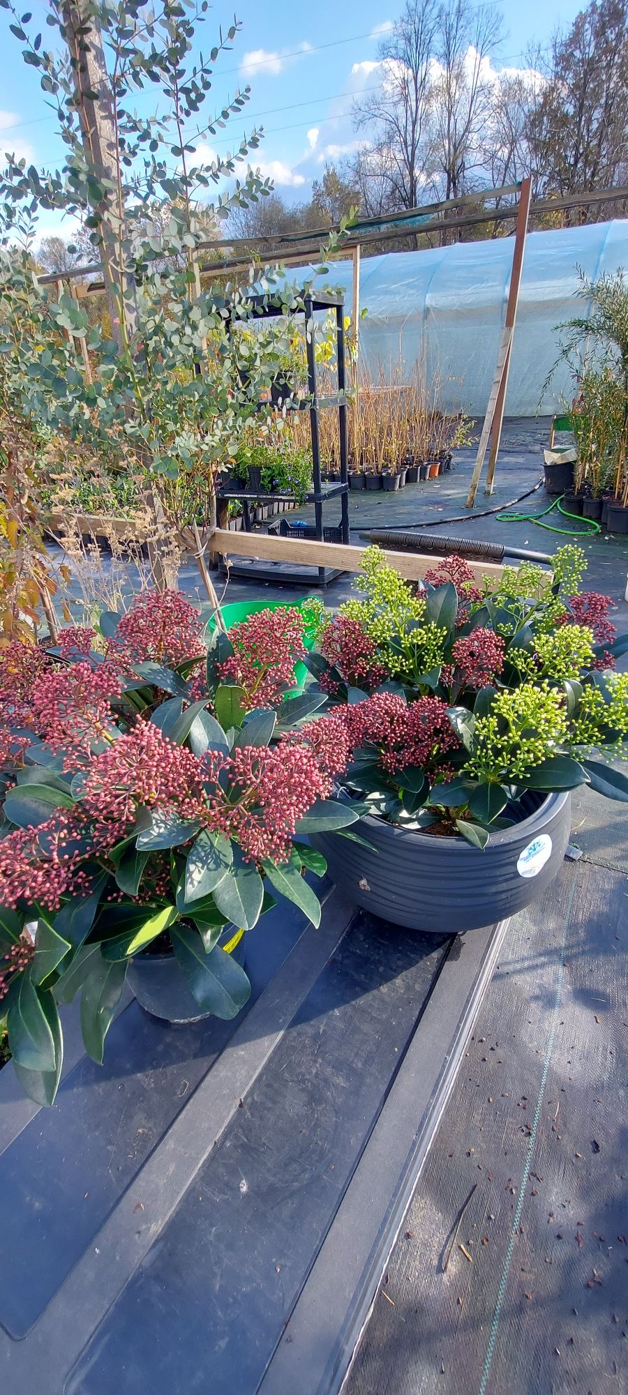 Skimmia Japonica,  żeńskie odmiany I męskie