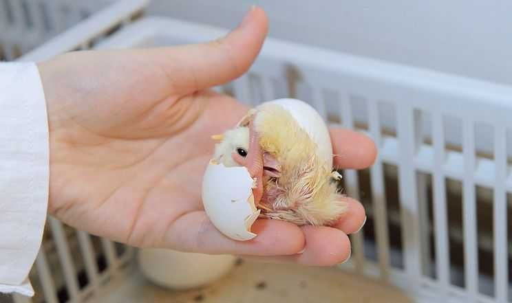 опт і роздріб інкубаційного яйця