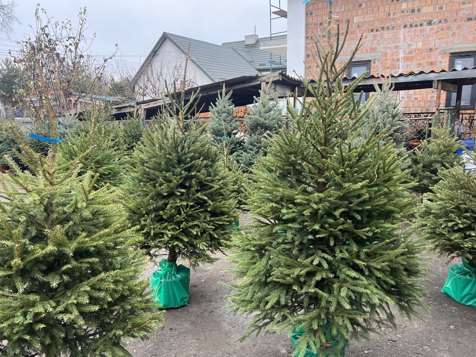 Ялинка в горшику. 1-2м.