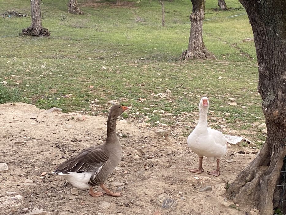 Ganso comum-ocidental, “Anser Anser”