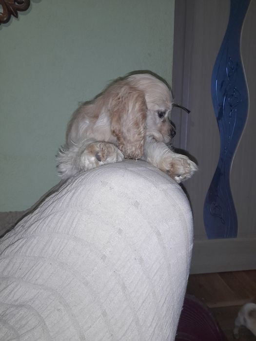 Американский кокер спаніель.