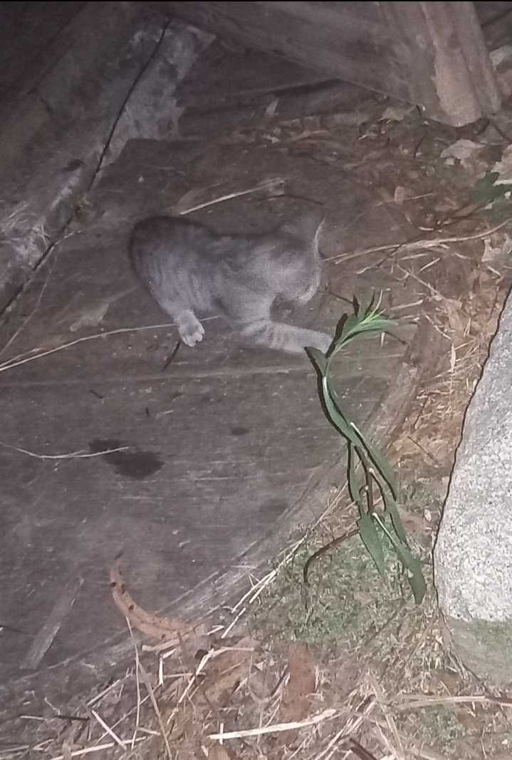 Gatinho de 2 meses (aproximadamente)