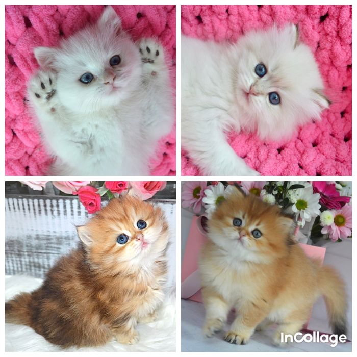 Британские котята золотая шиншилла