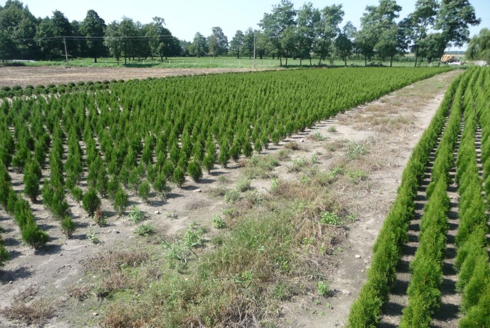 Szmaragd tuja 110cm własna produkcja PROMOCJA 2025