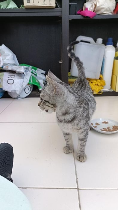 Gatinha bebé super dócil